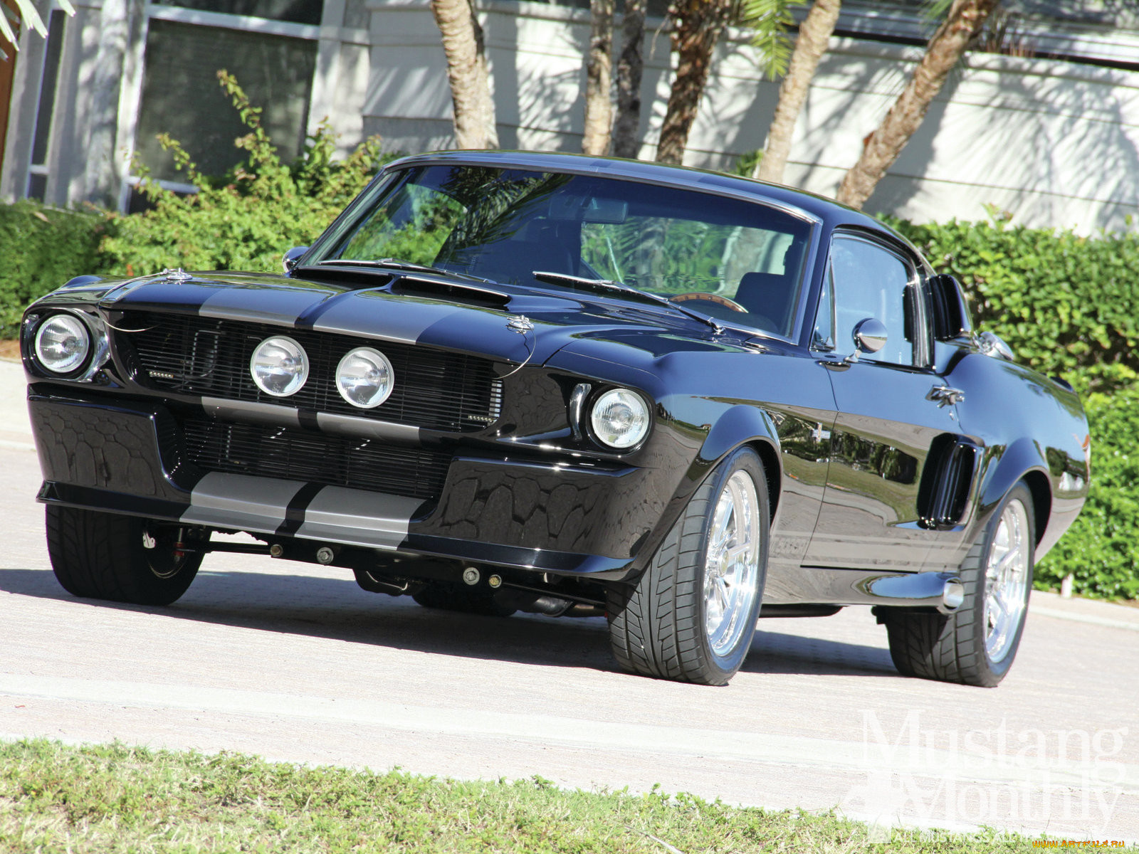 , mustang, custom